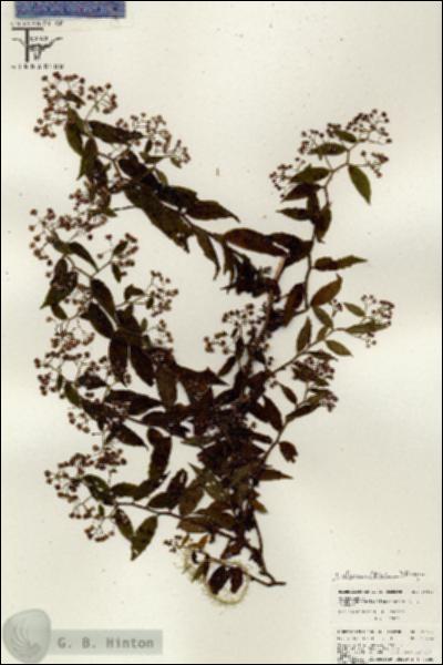 URN_catalog_HBHinton_herbarium_26423.jpg.jpg