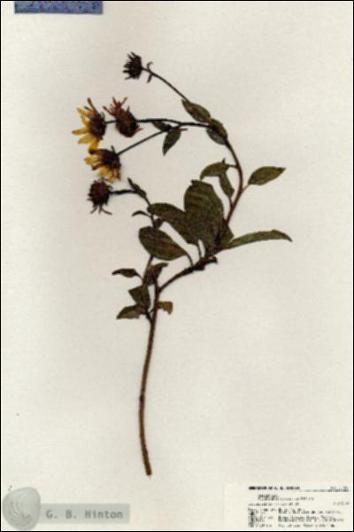 URN_catalog_HBHinton_herbarium_21095.jpg.jpg