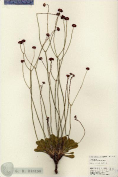 URN_catalog_HBHinton_herbarium_25359.jpg.jpg