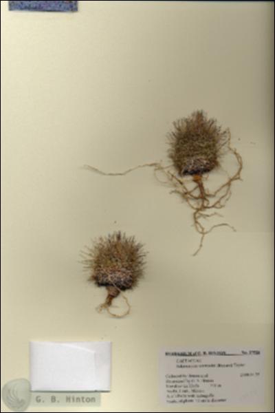 URN_catalog_HBHinton_herbarium_27528.jpg.jpg