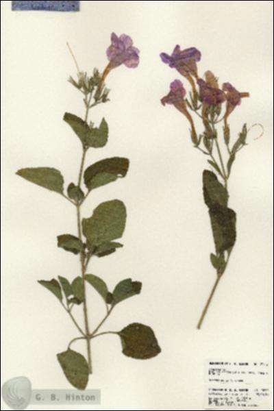 URN_catalog_HBHinton_herbarium_23612.jpg.jpg