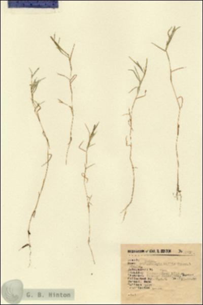 URN_catalog_HBHinton_herbarium_2319.jpg.jpg