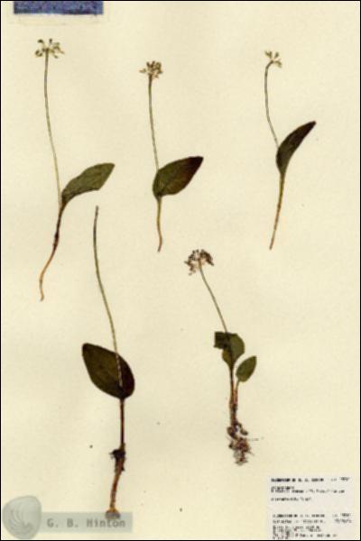 URN_catalog_HBHinton_herbarium_23311.jpg.jpg