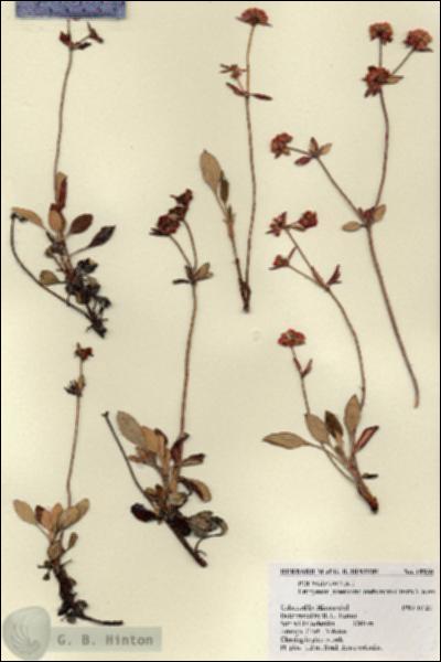 URN_catalog_HBHinton_herbarium_18930.jpg.jpg