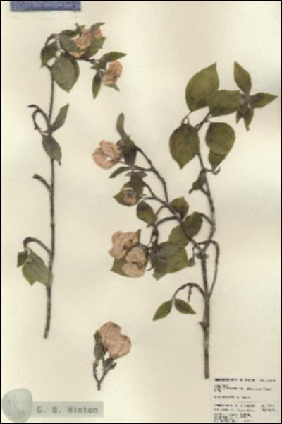 URN_catalog_HBHinton_herbarium_22744.jpg.jpg