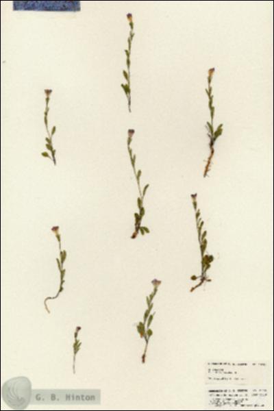 URN_catalog_HBHinton_herbarium_25393.jpg.jpg