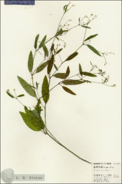 URN_catalog_HBHinton_herbarium_24683.jpg.jpg