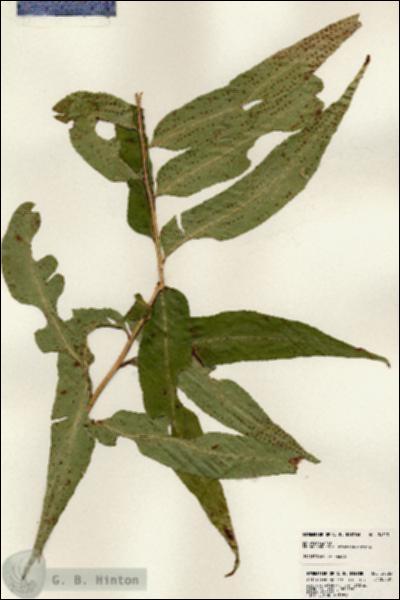 URN_catalog_HBHinton_herbarium_24523-1.jpg.jpg