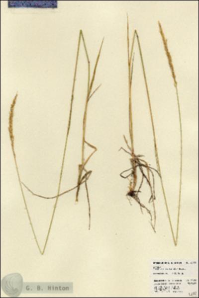 URN_catalog_HBHinton_herbarium_22431.jpg.jpg