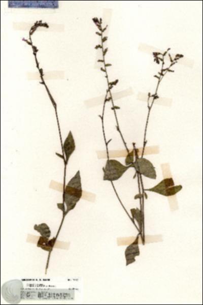 URN_catalog_HBHinton_herbarium_19777.jpg.jpg