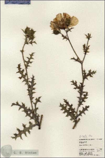 URN_catalog_HBHinton_herbarium_22925.jpg.jpg