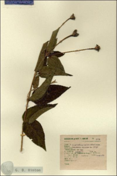 URN_catalog_HBHinton_herbarium_1779.jpg.jpg