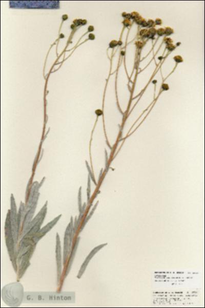 URN_catalog_HBHinton_herbarium_25726.jpg.jpg