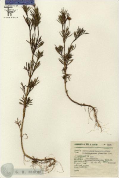 URN_catalog_HBHinton_herbarium_6524.jpg.jpg