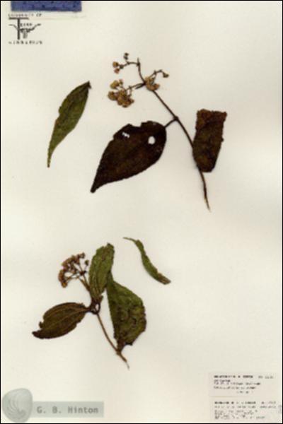 URN_catalog_HBHinton_herbarium_26348.jpg.jpg