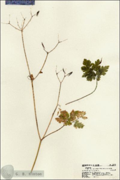 URN_catalog_HBHinton_herbarium_21608.jpg.jpg