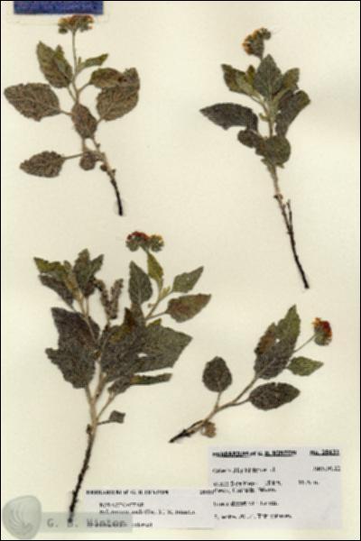 URN_catalog_HBHinton_herbarium_28431.jpg.jpg