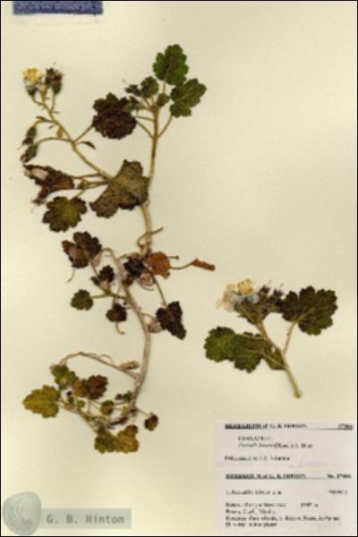 URN_catalog_HBHinton_herbarium_27466.jpg.jpg