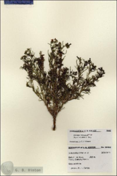 URN_catalog_HBHinton_herbarium_28452.jpg.jpg
