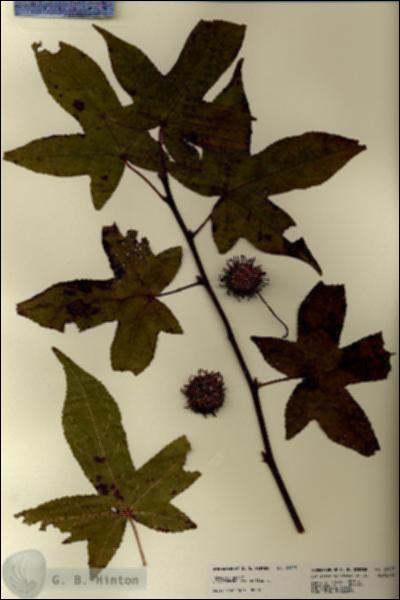 URN_catalog_HBHinton_herbarium_22627.jpg.jpg
