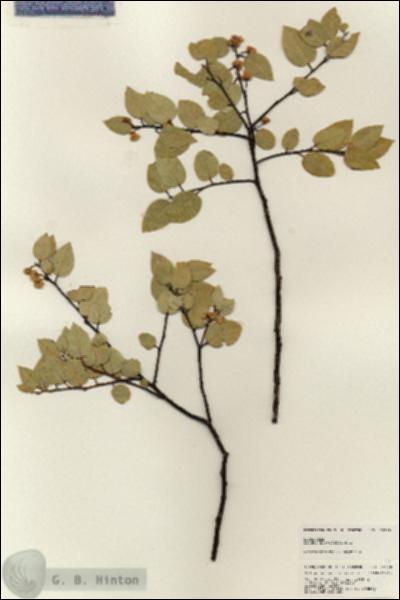 URN_catalog_HBHinton_herbarium_25228.jpg.jpg