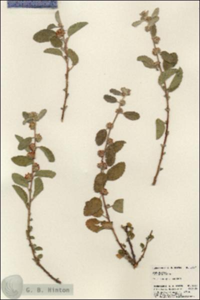 URN_catalog_HBHinton_herbarium_23727.jpg.jpg