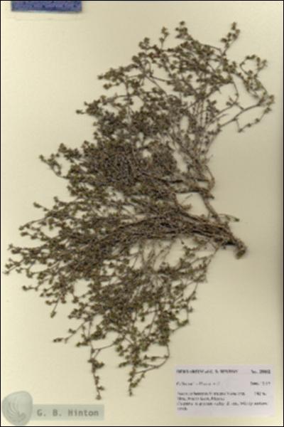 URN_catalog_HBHinton_herbarium_28802.jpg.jpg