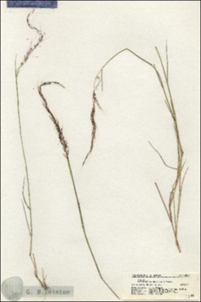 URN_catalog_HBHinton_herbarium_20859.jpg.jpg