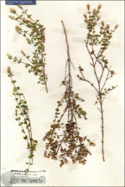 URN_catalog_HBHinton_herbarium_19854.jpg.jpg
