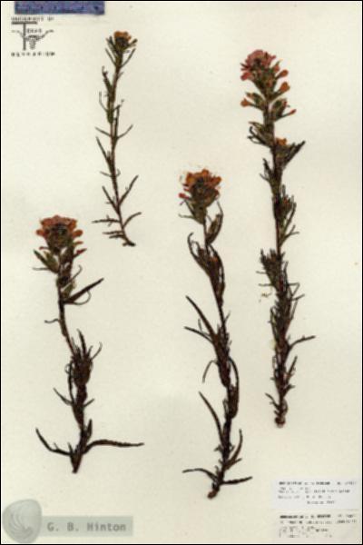 URN_catalog_HBHinton_herbarium_26800.jpg.jpg