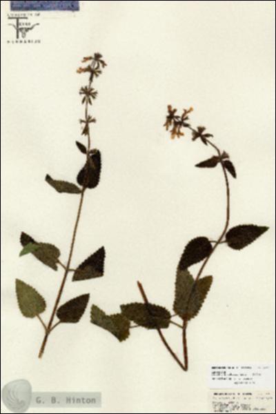 URN_catalog_HBHinton_herbarium_26700.jpg.jpg