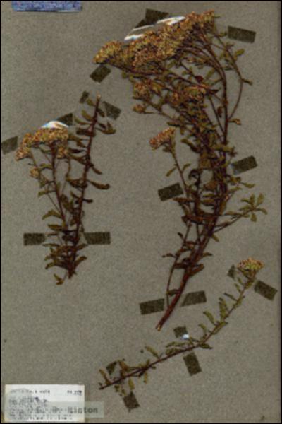 URN_catalog_HBHinton_herbarium_19248.jpg.jpg