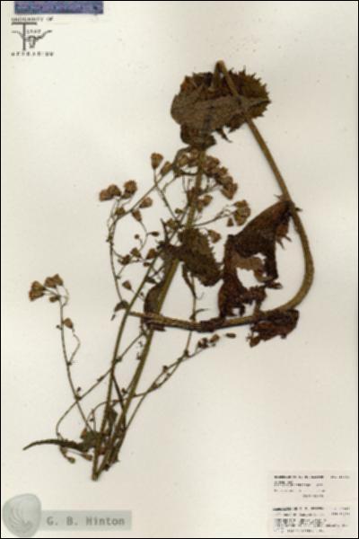 URN_catalog_HBHinton_herbarium_26441.jpg.jpg