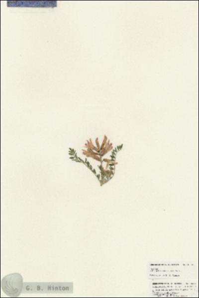 URN_catalog_HBHinton_herbarium_25353.jpg.jpg
