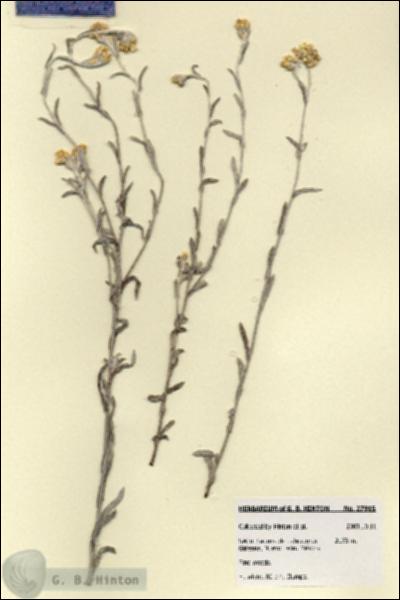 URN_catalog_HBHinton_herbarium_27915.jpg.jpg
