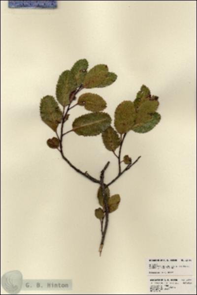 URN_catalog_HBHinton_herbarium_23494.jpg.jpg