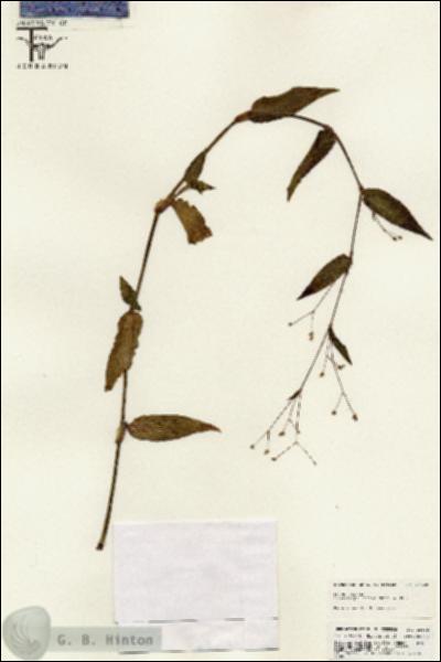 URN_catalog_HBHinton_herbarium_25528.jpg.jpg