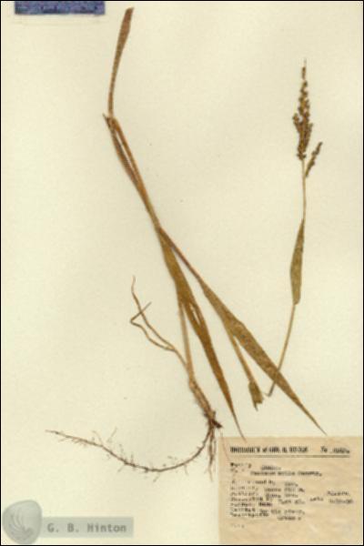 URN_catalog_HBHinton_herbarium_9283.jpg.jpg
