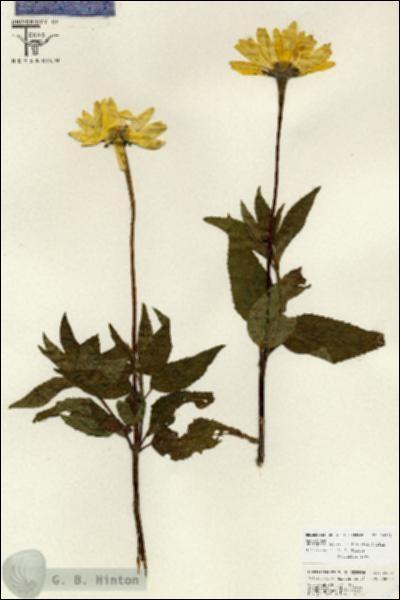 URN_catalog_HBHinton_herbarium_26775.jpg.jpg