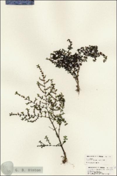 URN_catalog_HBHinton_herbarium_24796.jpg.jpg