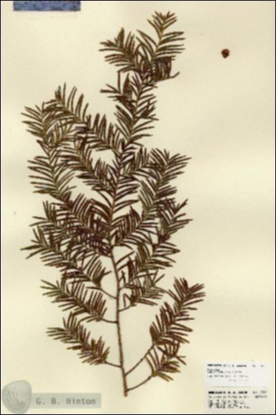 URN_catalog_HBHinton_herbarium_22520.jpg.jpg