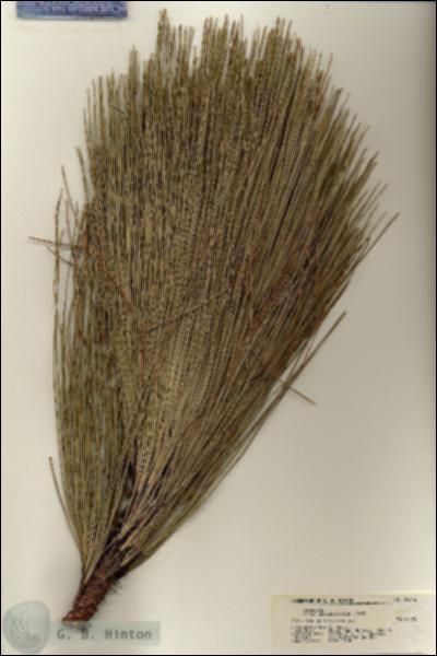 URN_catalog_HBHinton_herbarium_21643.jpg.jpg