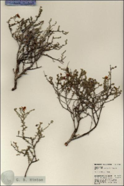 URN_catalog_HBHinton_herbarium_24249.jpg.jpg