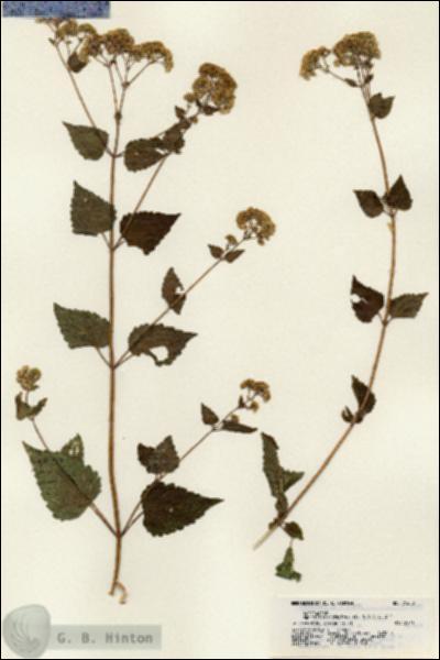 URN_catalog_HBHinton_herbarium_21689.jpg.jpg