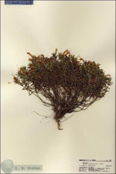 URN_catalog_HBHinton_herbarium_22176.jpg.jpg