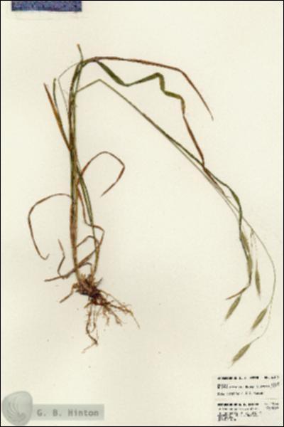 URN_catalog_HBHinton_herbarium_23145.jpg.jpg