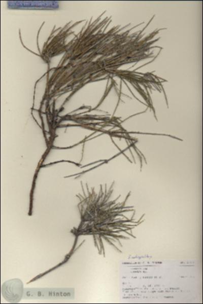URN_catalog_HBHinton_herbarium_27171.jpg.jpg