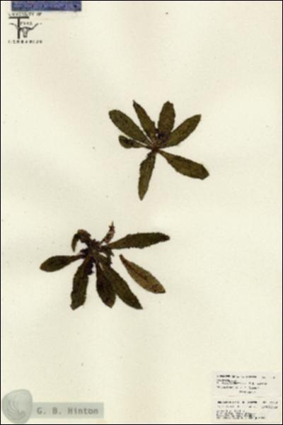 URN_catalog_HBHinton_herbarium_26146.jpg.jpg