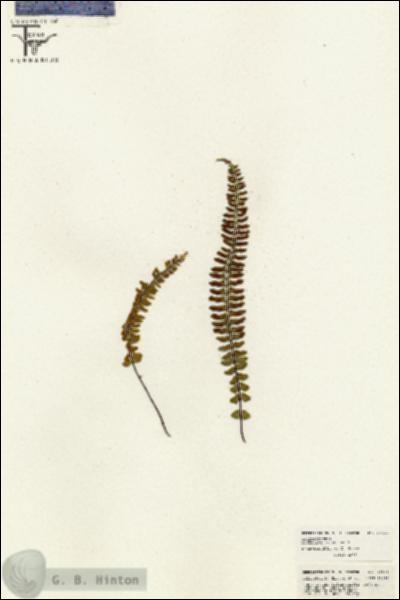 URN_catalog_HBHinton_herbarium_26511.jpg.jpg