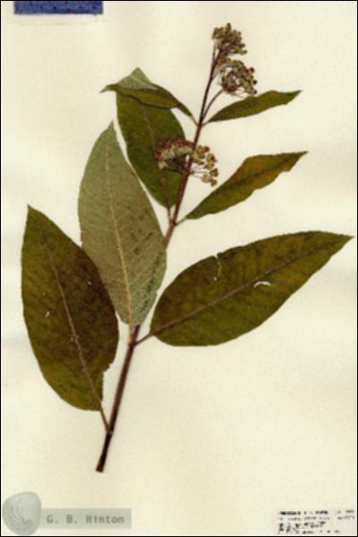 URN_catalog_HBHinton_herbarium_22284.jpg.jpg